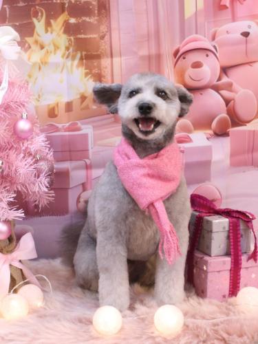 20241227シルヴァくん